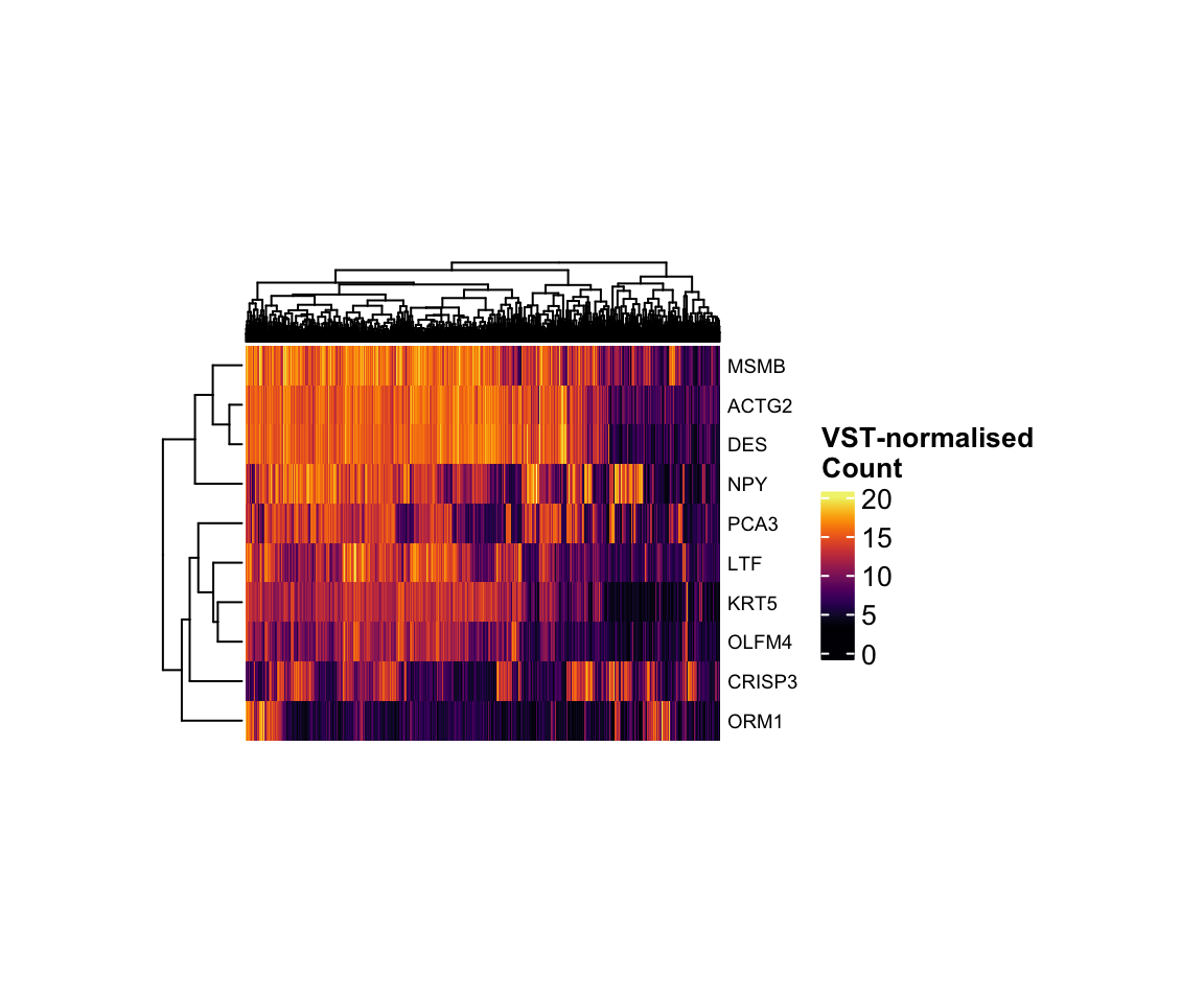 *VST-normalised count of the top 10 most variant genes.*